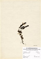 藏品(玉山水苦藚)的圖片
